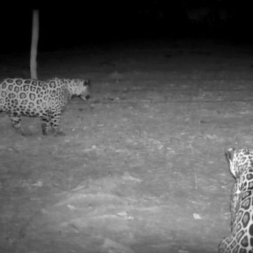 Pesquisa sobre onças aponta caminho para reduzir conflitos com a pecuária no Pantanal