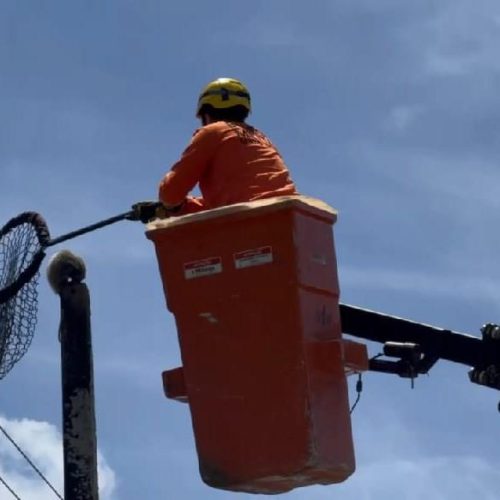 EM LUCAS DO RIO VERDE: Bombeiros resgatam gambá no topo de poste a cerca de 10 metros de altura
