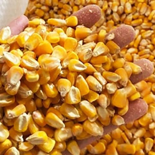 Exportações feitas por indústrias de Sinop crescem mais de 50% no 1° mês do ano