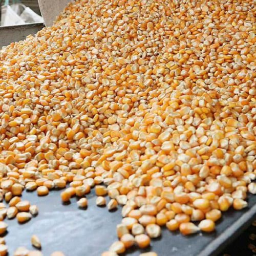 Cotação do milho disponível em Mato Grosso cai e venda da safra 2024/25 chega a 92%