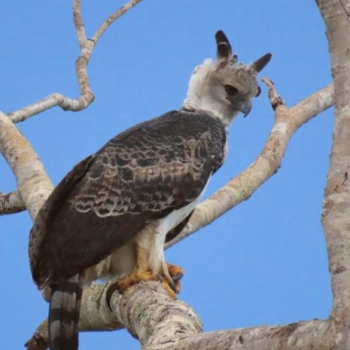 Ave considerada rara é flagrada no Nortão