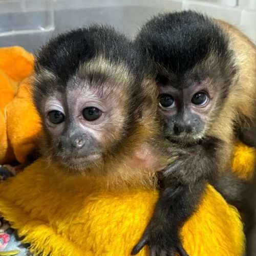Sema reintegra filhote órfão de macaco-prego à vida livre em área de soltura
