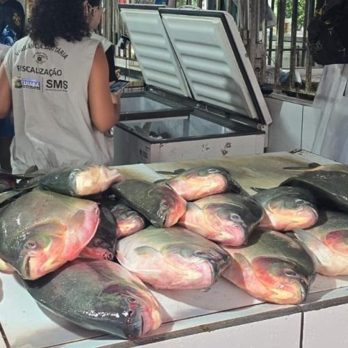 Operação conjunta apreende aproximadamente meia tonelada de pescado irregular em feira da Capital