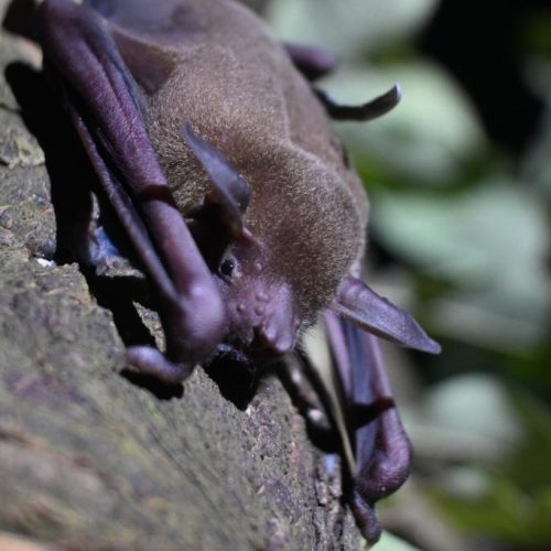 Pesquisa identifica vírus, fungos e bactérias em morcegos na região de transição Cerrado-Amazônia em MT