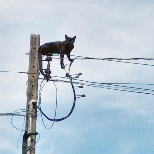 Resgatado pelos bombeiros gato que ficou preso em poste no Nortão