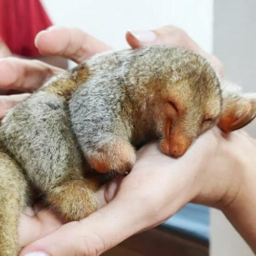Moradores resgatam menor tamanduá do mundo após quase ser atropelado em Sorriso