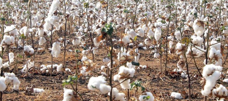 Novo levantamento aponta queda de 8% na safra de algodão em Mato Grosso