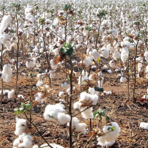 Lagartas desafiam milho safrinha 2025 no Cerrado e alertam para risco de quebra de resistência Bt