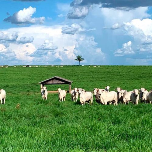 Mato Grosso lidera abate de bovinos no país e amplia exportação