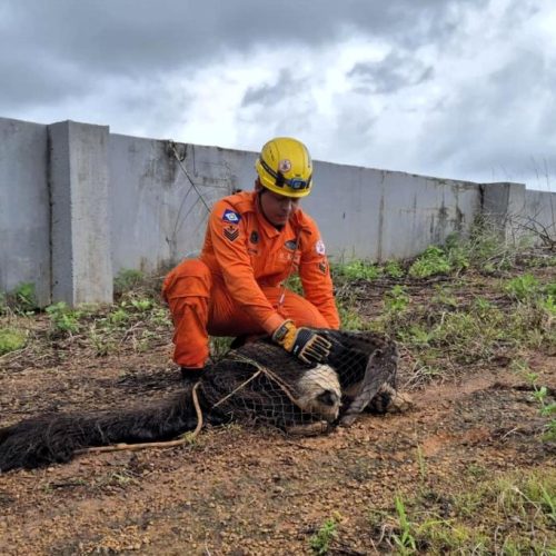 Corpo de Bombeiros realiza resgate de tamanduá-bandeira em situação de risco