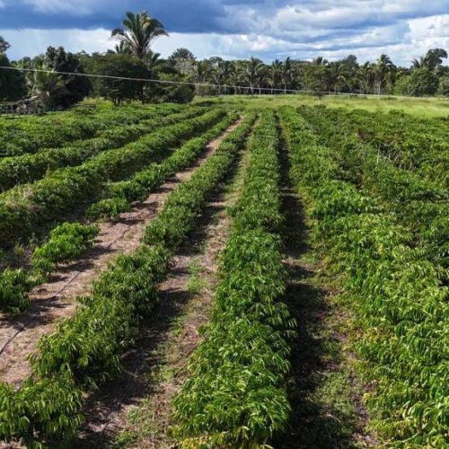 Tecnologia da Empaer chega ao campo e renova a esperança de produtores em Cotriguaçu