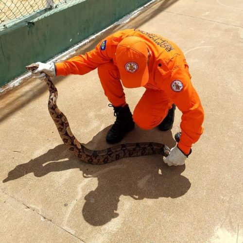 Bombeiros militares resgatam cobra jiboia de aproximadamente 1,5 metro em área de lazer de município