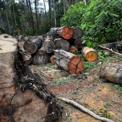 Fiscalização Ambiental: Sema apreende máquinas e aplica multa de R$ 200 mil por extração ilegal em Colniza