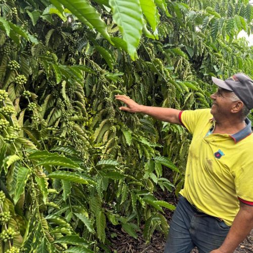 DESENVOLVIMENTO NO CAMPO: Café garante renda e recomeço para família de Castanheira