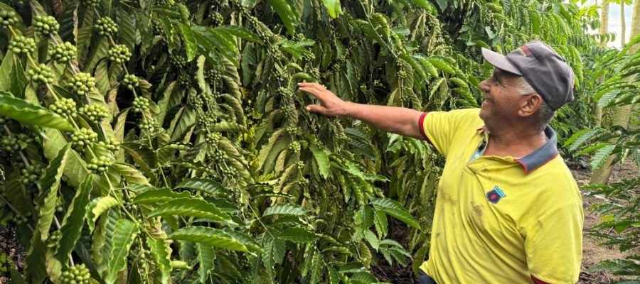 DESENVOLVIMENTO NO CAMPO: Café garante renda e recomeço para família de Castanheira