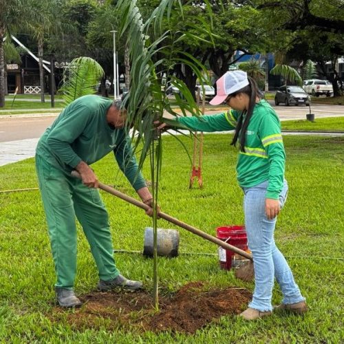 TCE fixa prazo para Estado e municípios de Mato Grosso definirem plano para arborização