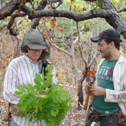 Estudo liderado pela Unemat alerta para colapso do Cerrado e perda de 24 bilhões de árvores