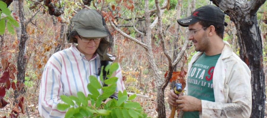 Estudo liderado pela Unemat alerta para colapso do Cerrado e perda de 24 bilhões de árvores