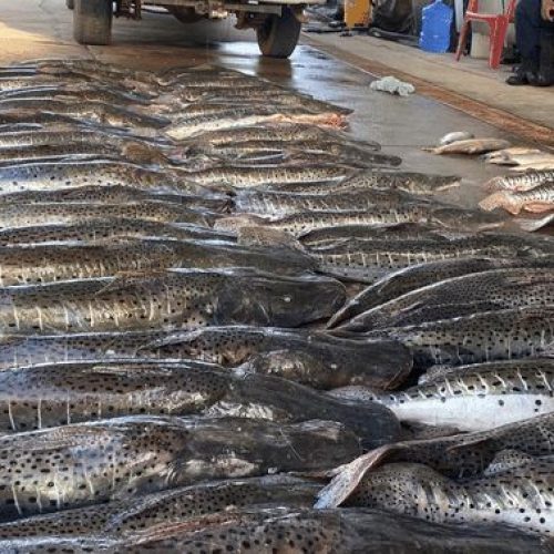 Mais de 460 kg de pescado ilegal são apreendidos em Mato Grosso