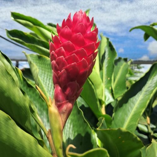 TANGARÁ DA SERRA: Projeto da Unemat incentiva floricultura como alternativa de renda para agricultura familiar