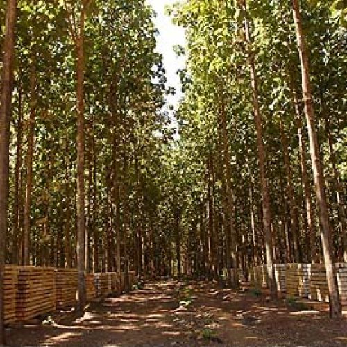 Mato Grosso tem apagão de biomassa sustentável, diz associação