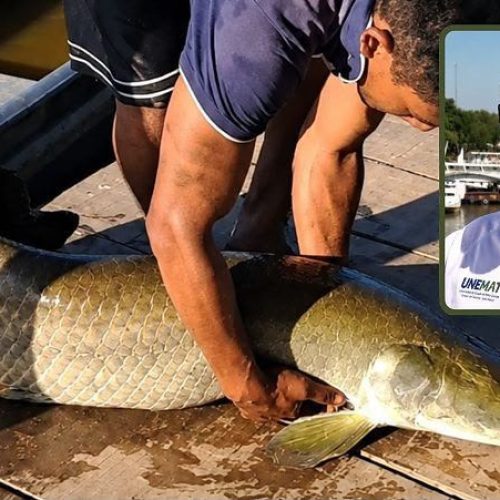 MEIO AMBIENTE: Pirarucu gigante em rio de Mato Grosso escancara invasão de espécies exóticas no Pantanal, diz pesquisador