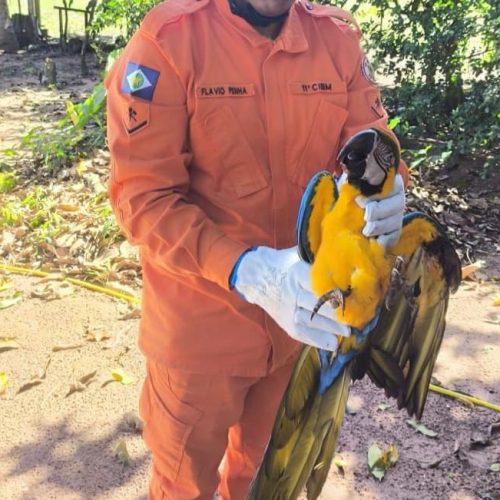 EM CAMPO VERDE: Corpo de Bombeiros resgata arara-canindé que caiu em quintal de residência