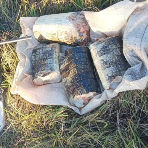 Sema apreende 17 kg de carne de jacaré e aplica multa de R$ 14,2 mil em Mato Grosso