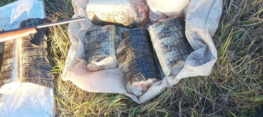 Sema apreende 17 kg de carne de jacaré e aplica multa de R$ 14,2 mil em Mato Grosso