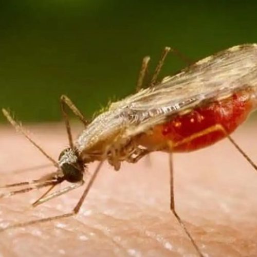 Cientistas da Fiocruz podem produzir vacina completa contra a malária
