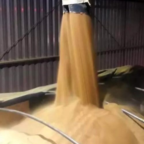 Mato Grosso responde por 31,3% da produção nacional de grãos, diz IBGE