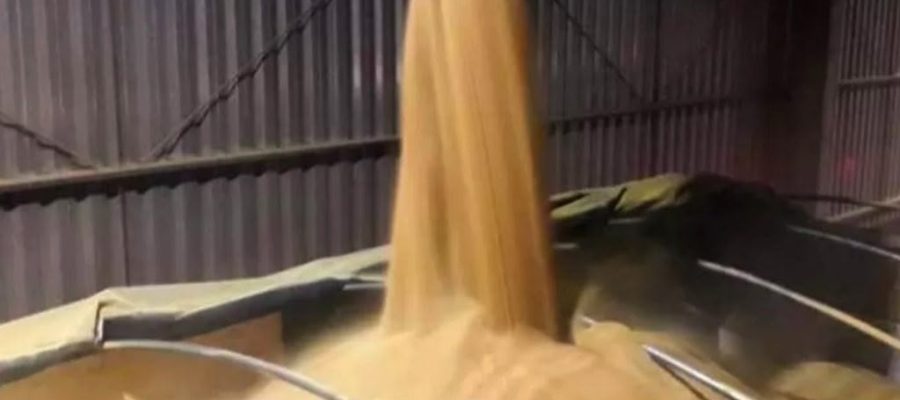Mato Grosso responde por 31,3% da produção nacional de grãos, diz IBGE