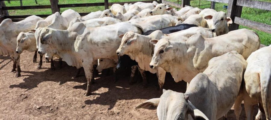 Indea suspenderá emissão de GTAs por 4 dias em Mato Grosso; pecuaristas devem antecipar