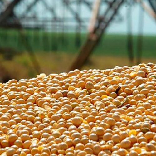 Soja disponível em Mato Grosso tem forte alta e média passa de R$ 121/saca