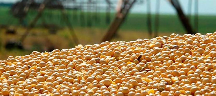 Soja disponível em Mato Grosso tem forte alta e média passa de R$ 121/saca