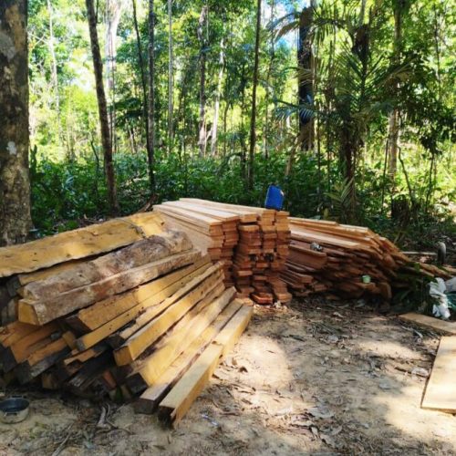 SEMA identifica serraria clandestina, aplica multa e doa madeira apreendida para prefeitura no Nortão