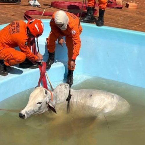Boi cai em piscina e é resgatado por bombeiros com auxílio de maquinário em Mato Grosso
