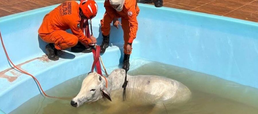 Boi cai em piscina e é resgatado por bombeiros com auxílio de maquinário em Mato Grosso