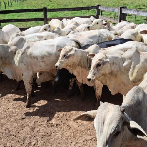 Preço da vaca gorda fecha agosto com alta superior a 3% em Mato Grosso
