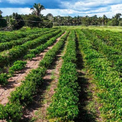 Agricultura Familiar abre inscrições para projetos de até R$ 3 milhões em Mato Grosso