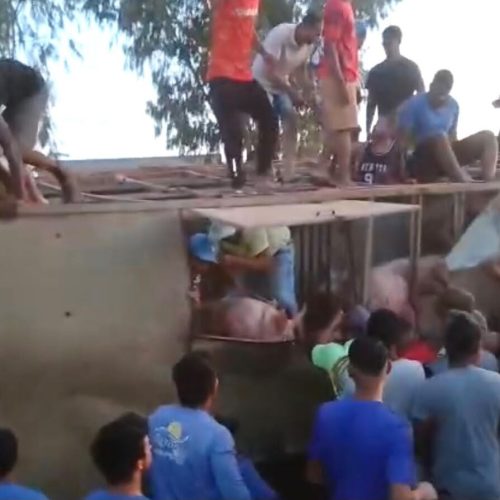 Carreta carregada com suínos tomba e multidão saqueia carga em Mato Grosso