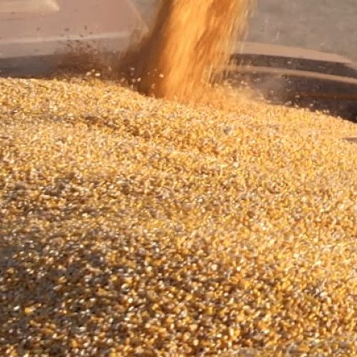Indústrias de Sinop exportam R$ 770 milhões em agosto; 3º no ranking estadual