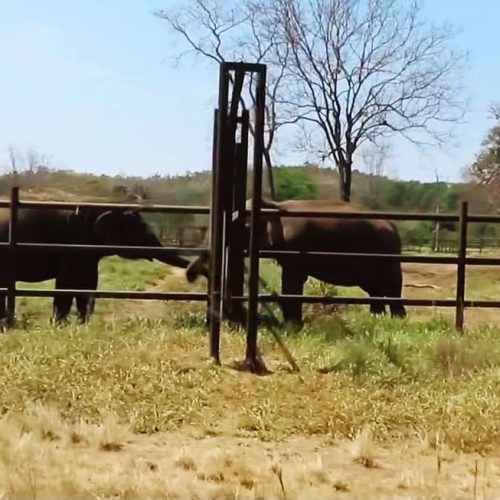 ‘Baby’ tem primeiro encontro com outras elefantas após chegada ao Santuário de Elefantes