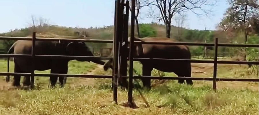 ‘Baby’ tem primeiro encontro com outras elefantas após chegada ao Santuário de Elefantes