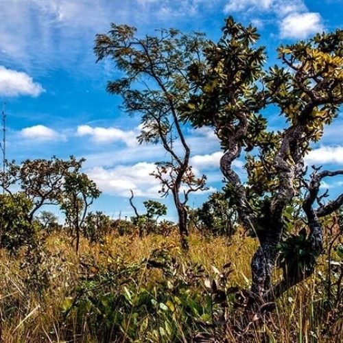 Alertas de desmatamento recuam no Cerrado e a Amazônia mato-grossense, aponta Inpe