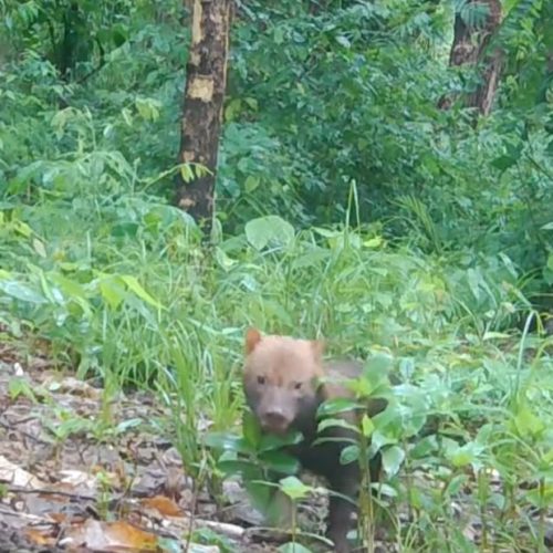 Câmeras de monitoramento registram aparição rara de cachorro-vinagre em Mato Grosso