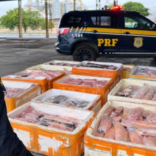 PRF apreende uma tonelada de pescado transportado irregularmente em ônibus no Mato Grosso