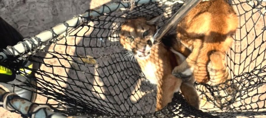 Onça-parda ferida é resgatada e encaminhada para clínica em Mato Grosso