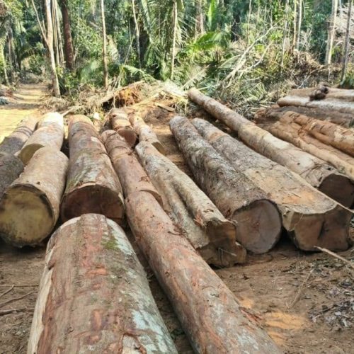 Polícia Ambiental apreende 110 toras de madeira em área de desmatamento em Mato Grosso