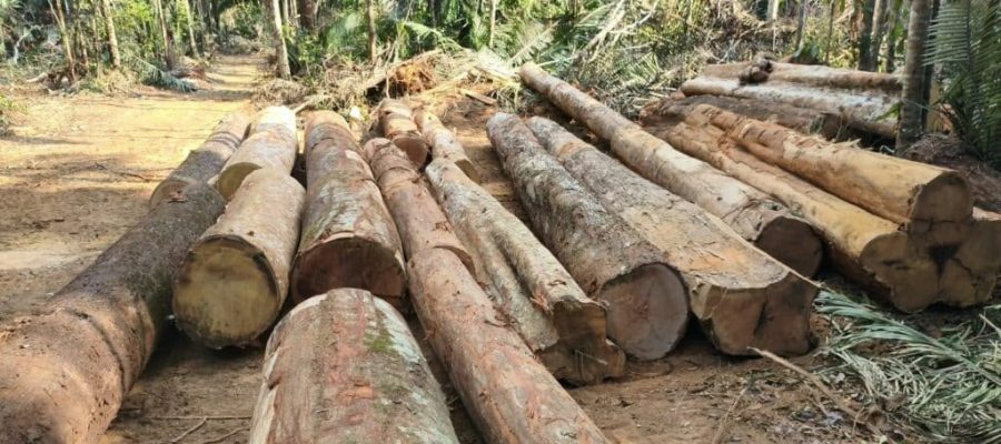 Polícia Ambiental apreende 110 toras de madeira em área de desmatamento em Mato Grosso
